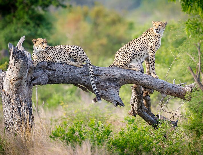 Rare cheetah spotted in the Timbavati on safari