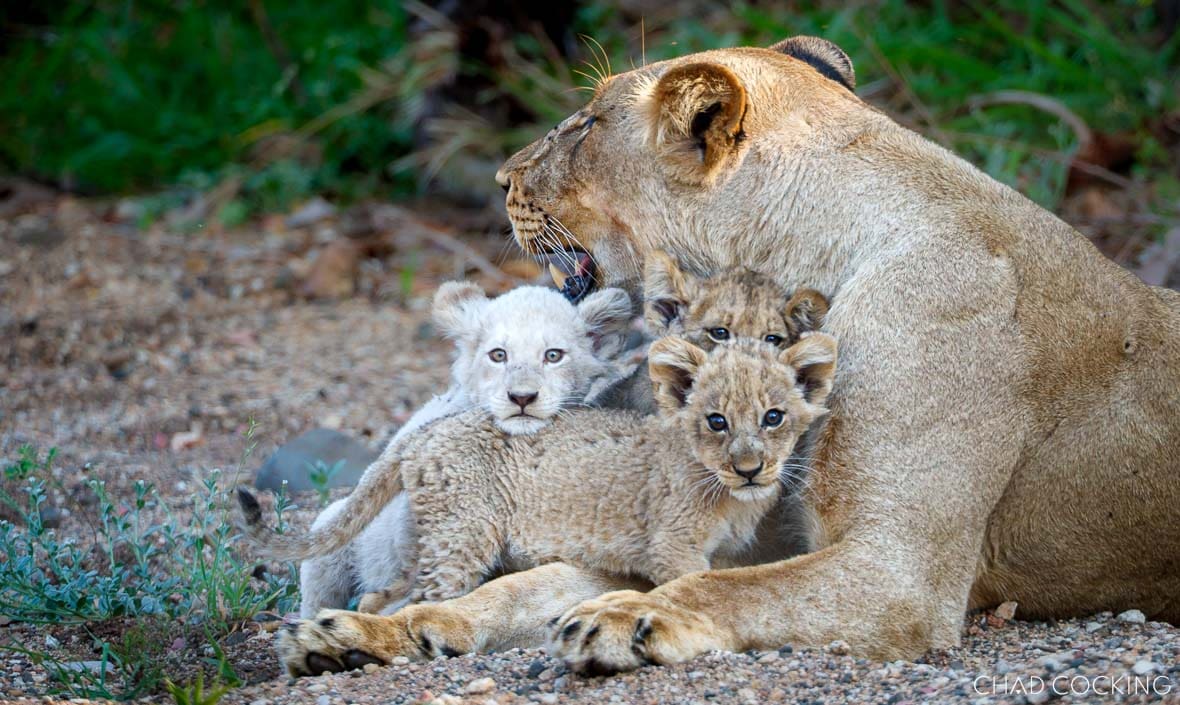 A lioness with a white cub and tawny cubs nestled close to her body in the Timbavati.