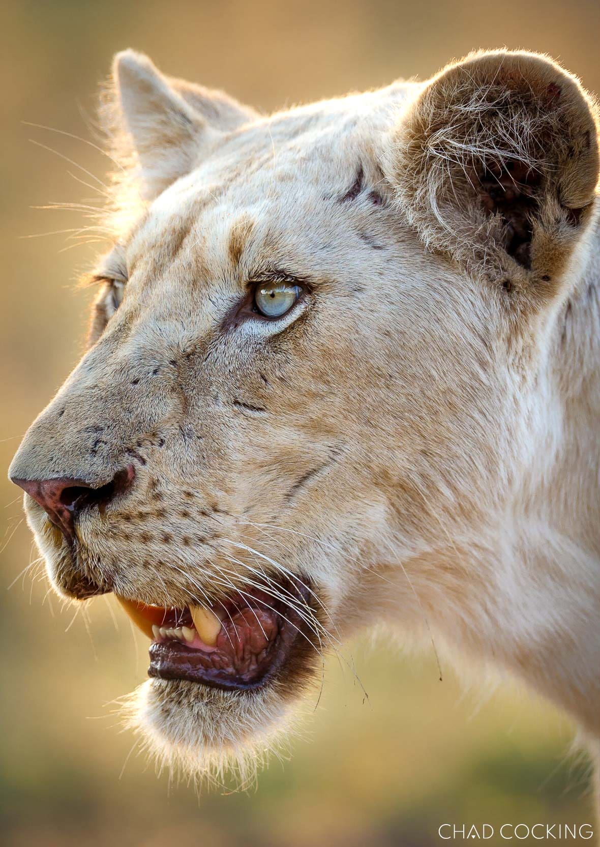 A close-up profile of a white lioness with soft golden light on her face.