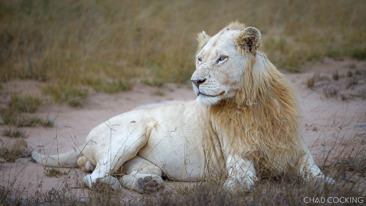A white-maned male lion from the Birmingham lineage lying on open ground.