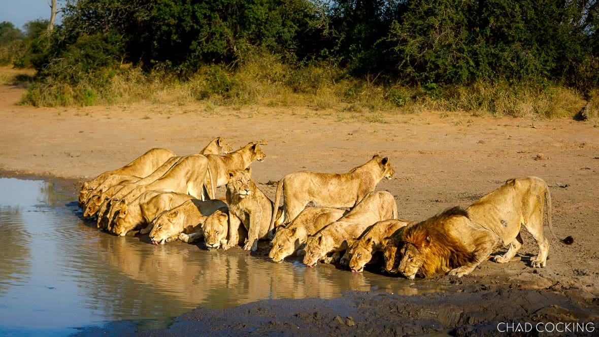 The Mayambula pride of lions gathered at a waterhole in the Greater Kruger, captured at sunrise.