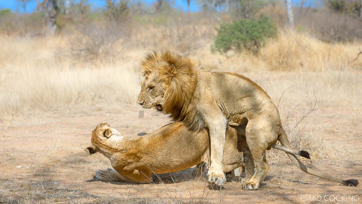 The Nkombo male lion mating with a Sark Breakaway lioness in the Timbavati.
