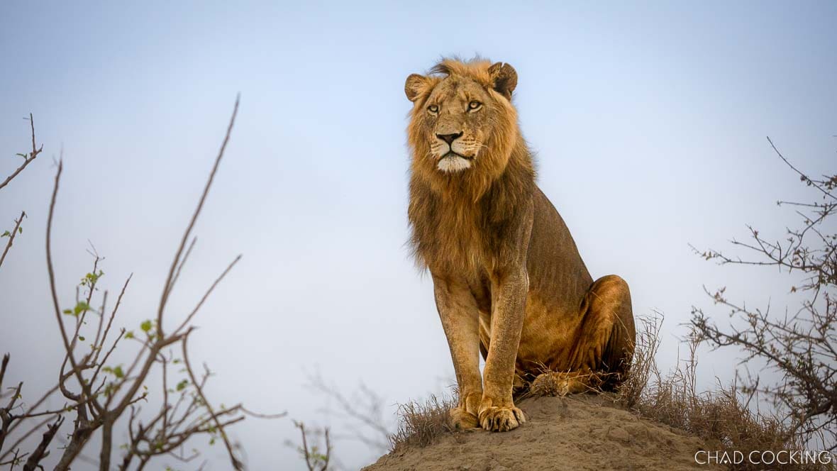 One of the older Sark Breakaway males perched on a termite mound in the Timbavati, gazing over his territory.