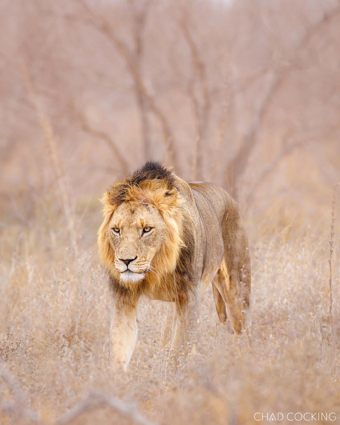 An older Sark Breakaway male lion walking through dry Timbavati grassland under soft light.