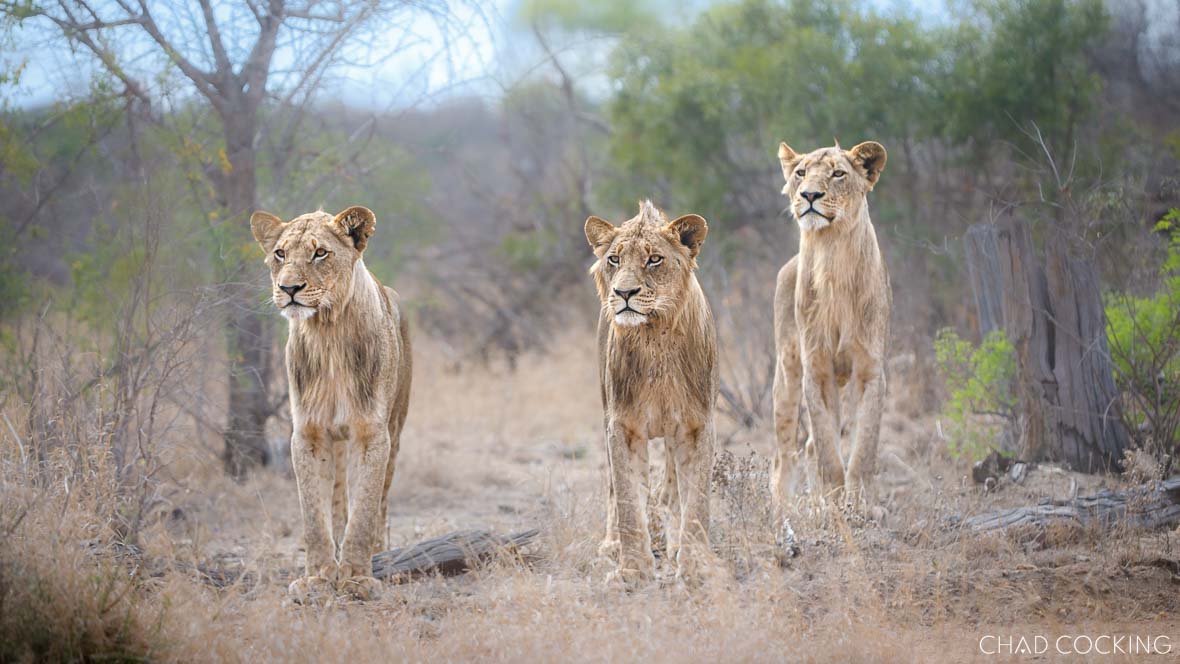 Three young Sark male lions standing alert in the Timbavati bushveld.