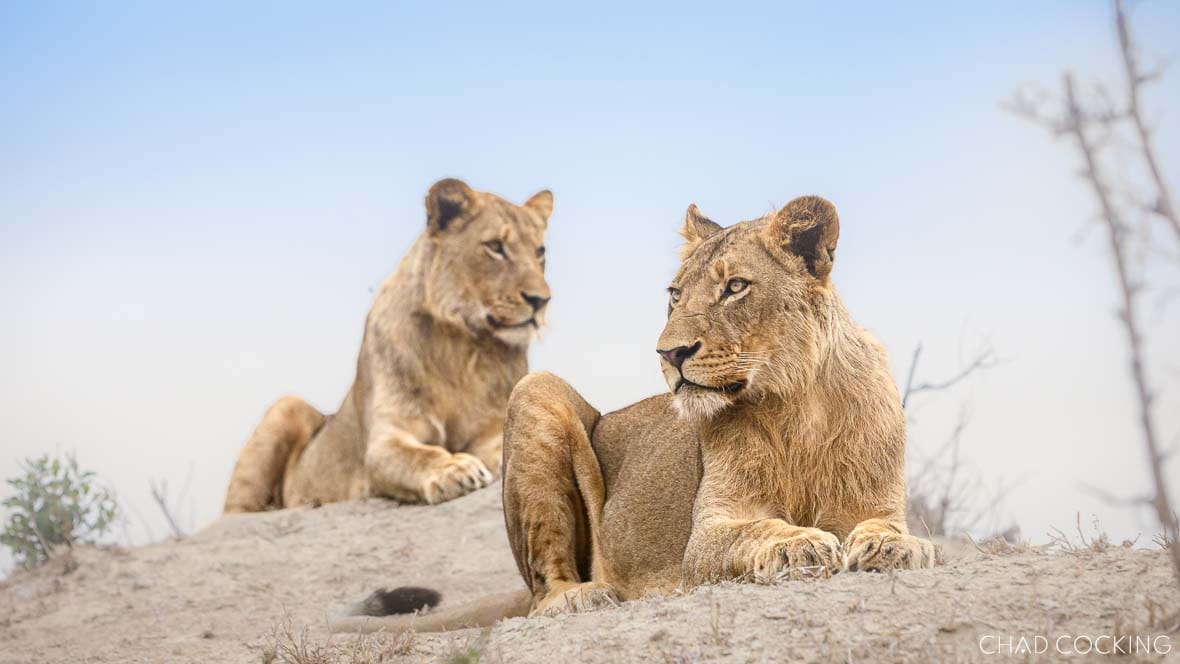 Two young Sark Breakaway male lions resting on a sandy mound under a pale Timbavati sky.