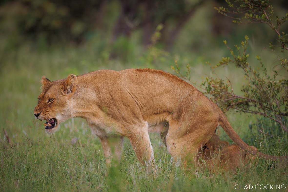 An injured River Pride female lion showing determination as she continues to survive in the Timbavati wilderness.