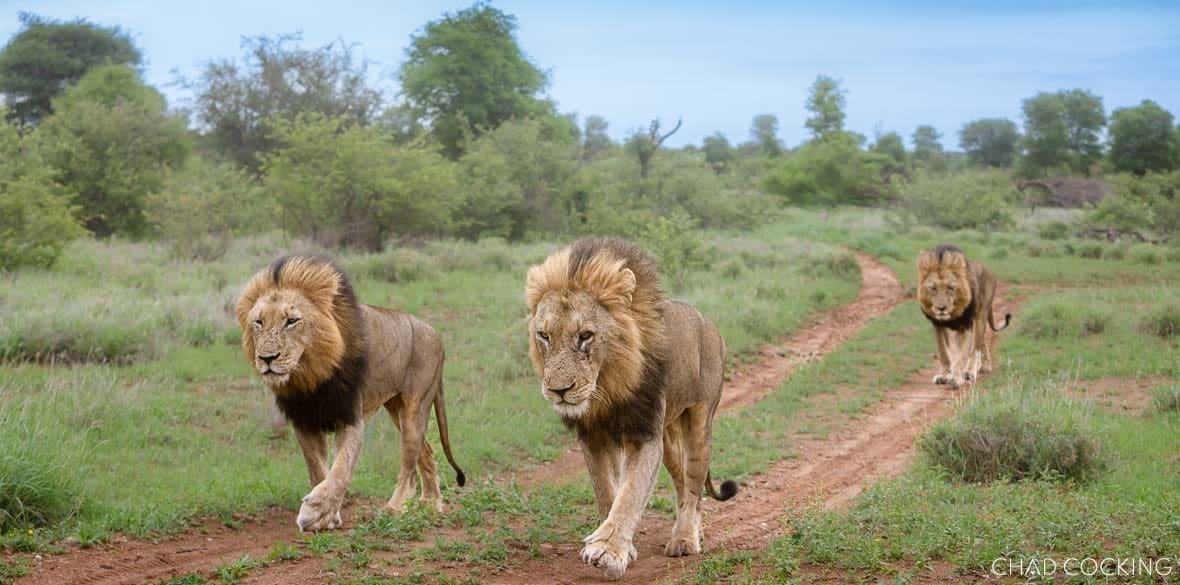 The three Vuyela coalition males walking confidently along a sandy Timbavati road surrounded by green bushveld, January 2025.