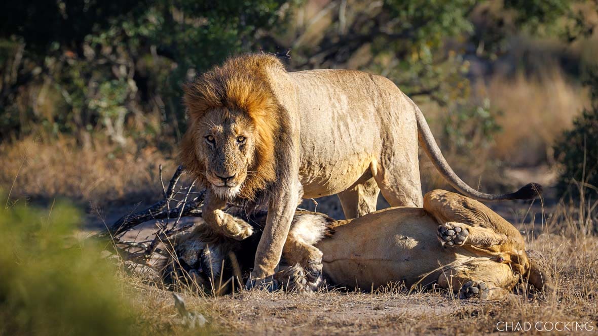 A Vuyela male lion lying beside a companion, maintaining their close bond in the Timbavati, July 2025.
