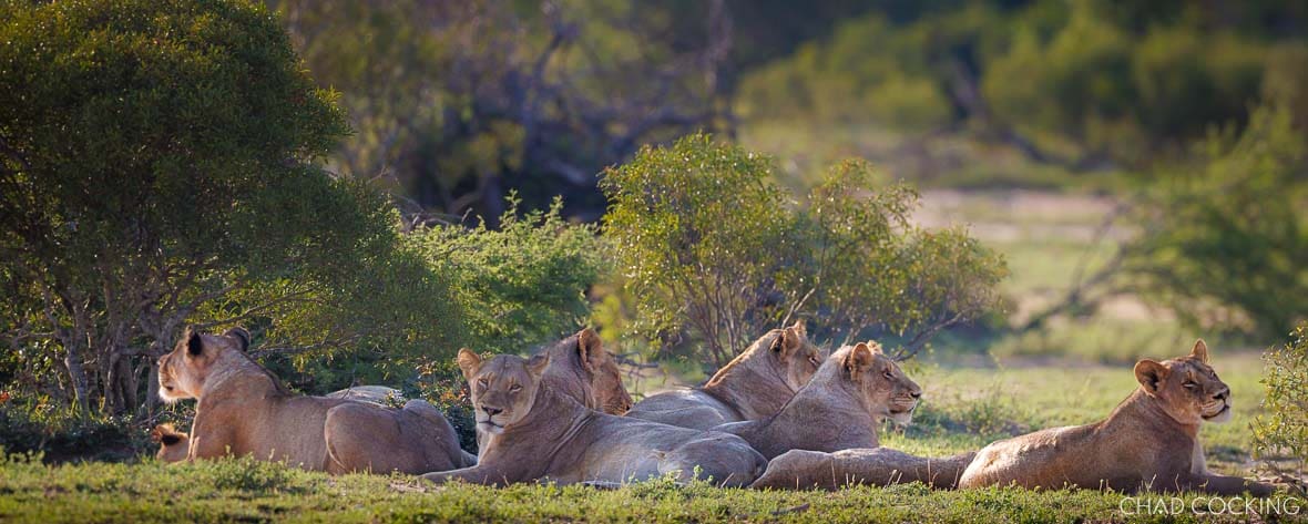A group of Mayambula Pride lionesses resting together in the green Timbavati bushveld under afternoon light.