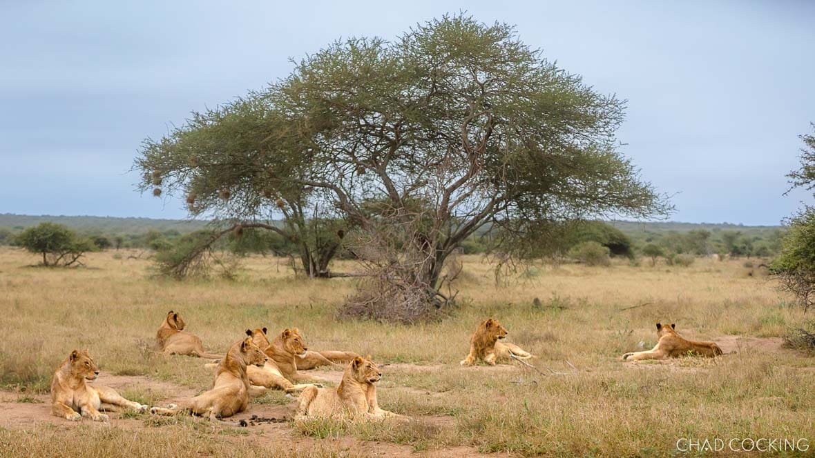 The Giraffe Pride lionesses resting in open grassland under the shade of an acacia tree in the Timbavati.