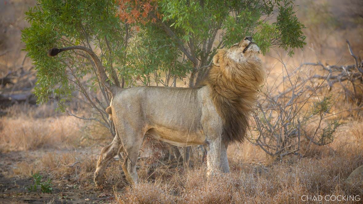 A Birmingham Breakaway male lion scent-marking a tree to reinforce territory boundaries in the Timbavati.