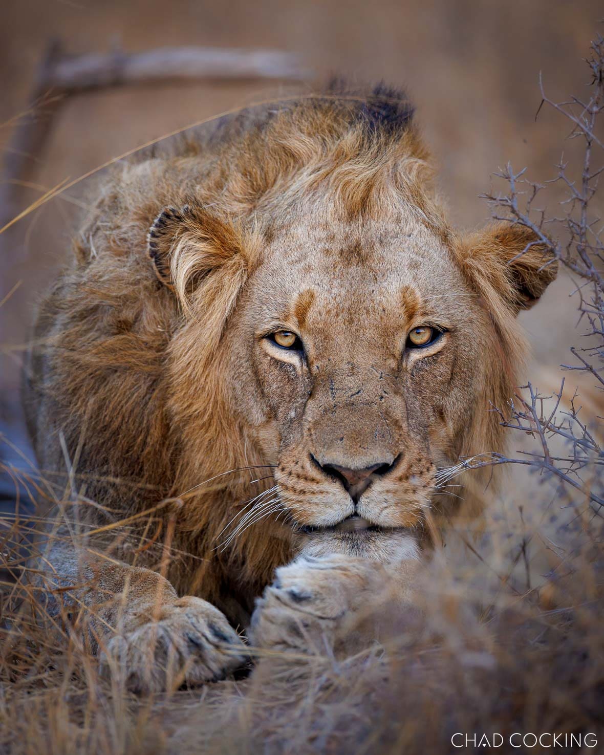 A young Mawondane male lion resting in the dry Timbavati bushveld, staring intently into the camera.