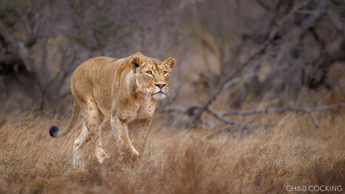A lioness walks through dry Timbavati grassland, focused and alert.