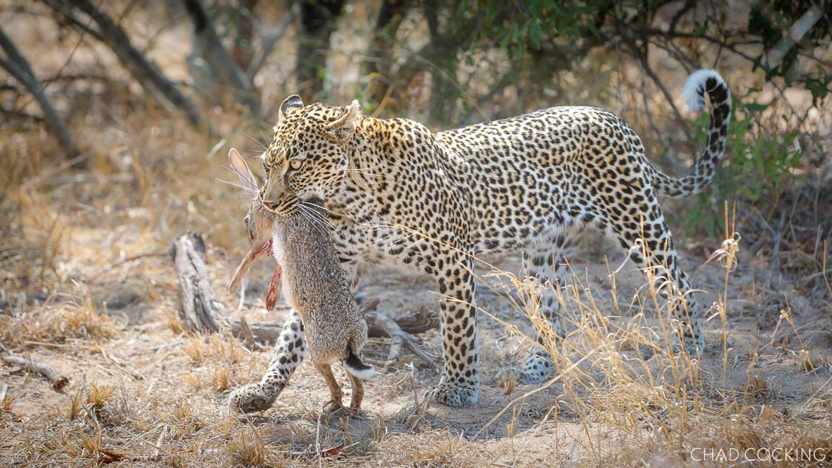 A leopard carries a freshly caught scrub hare in her mouth as she walks through dry grass.
