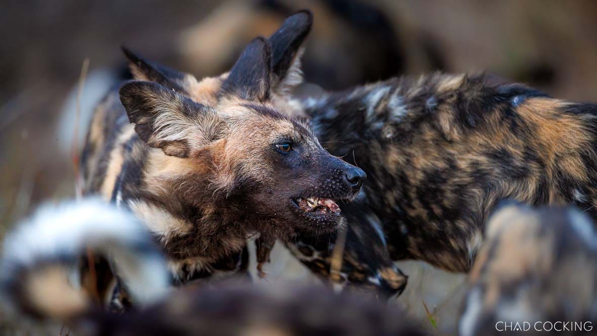 A close-up of an African wild dog with a blood-stained muzzle after feeding, surrounded by other pack members.