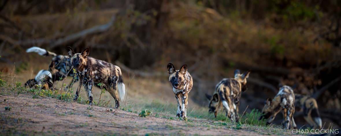 A group of African wild dogs walks along a sandy riverbank, some looking ahead while others investigate the ground behind them.