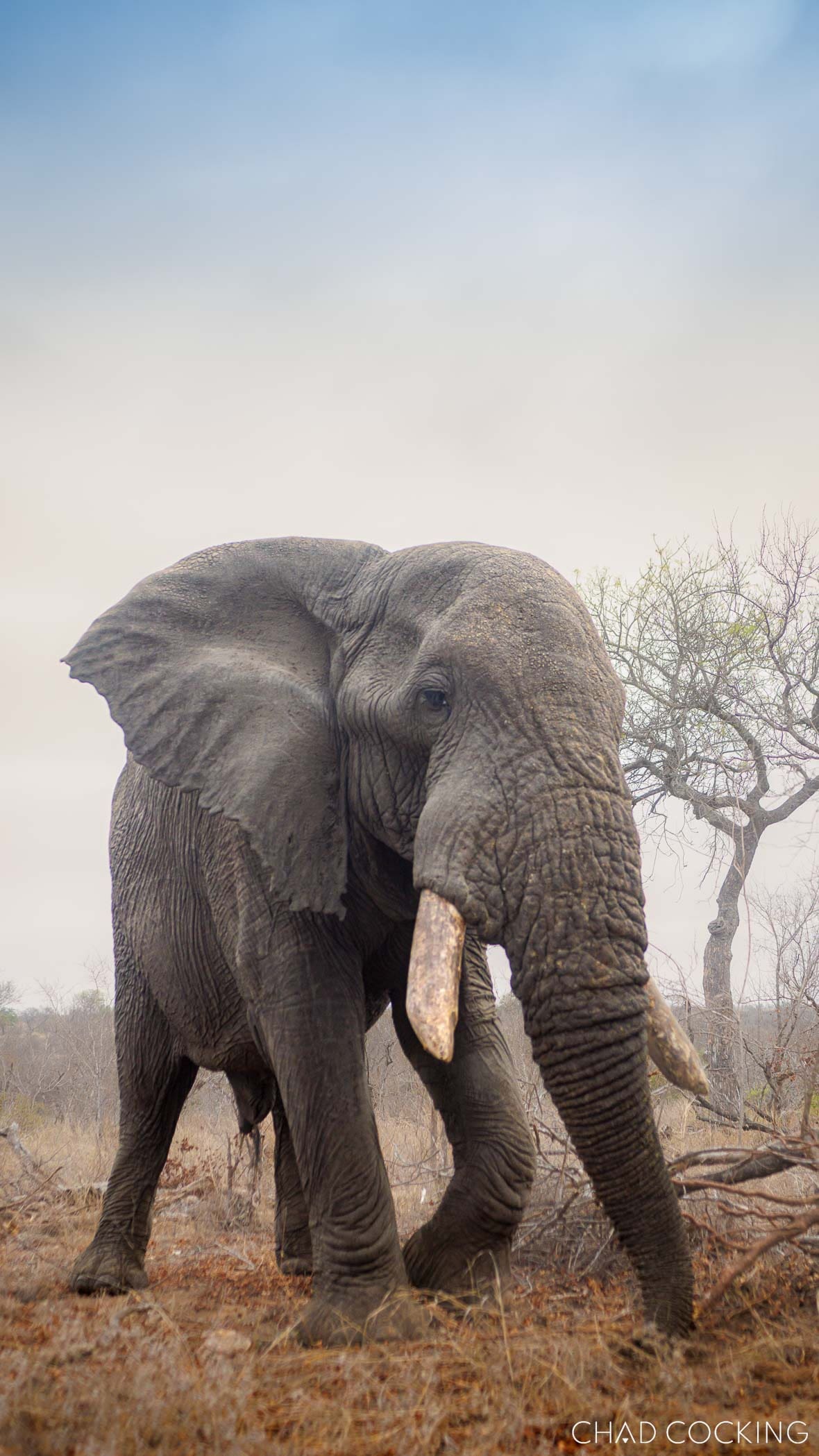 A large elephant walks slowly through a dry clearing, its tusks worn and its ears relaxed.