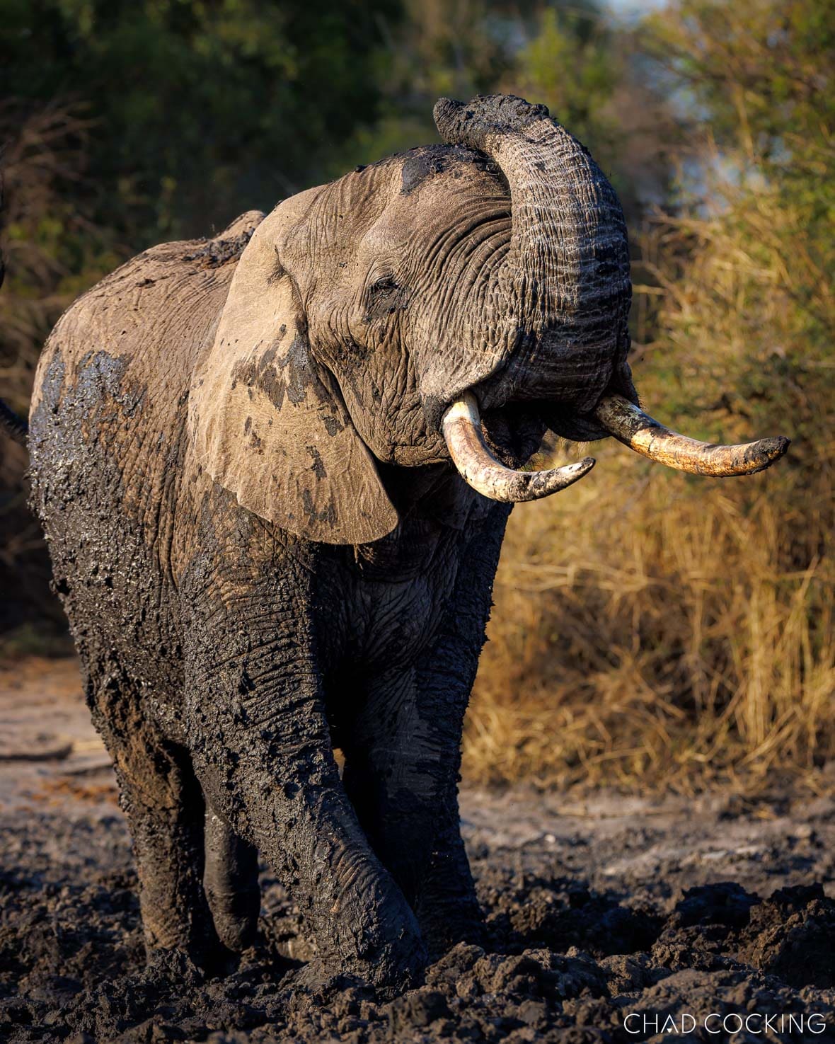 An elephant bull covered in dark mud lifts his trunk while standing at a waterhole.