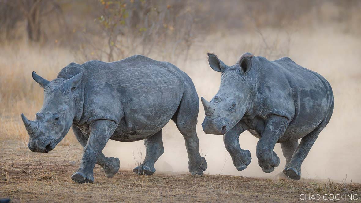 Two rhinos run across a dusty clearing, one slightly ahead while the other charges behind.