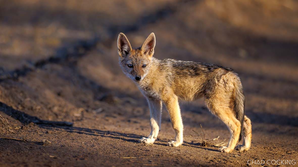 A young black-backed jackal pup stands alert on a sandy path in warm late-afternoon light.