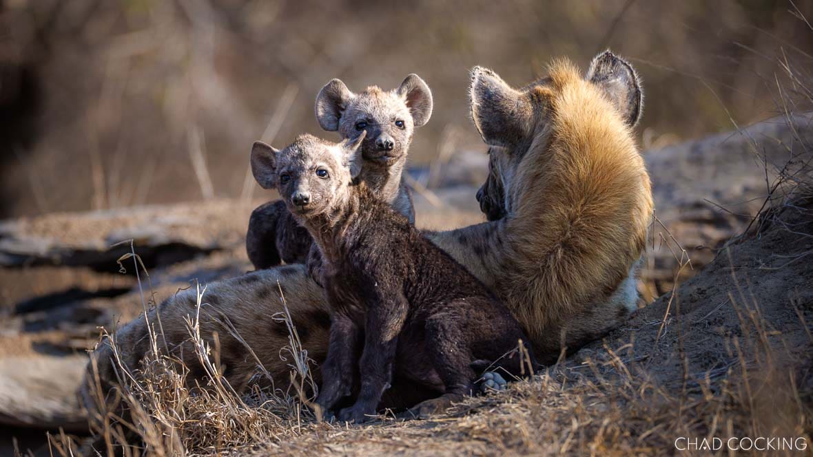 Two young hyena cubs sit beside an adult at the den entrance, both looking toward the camera.