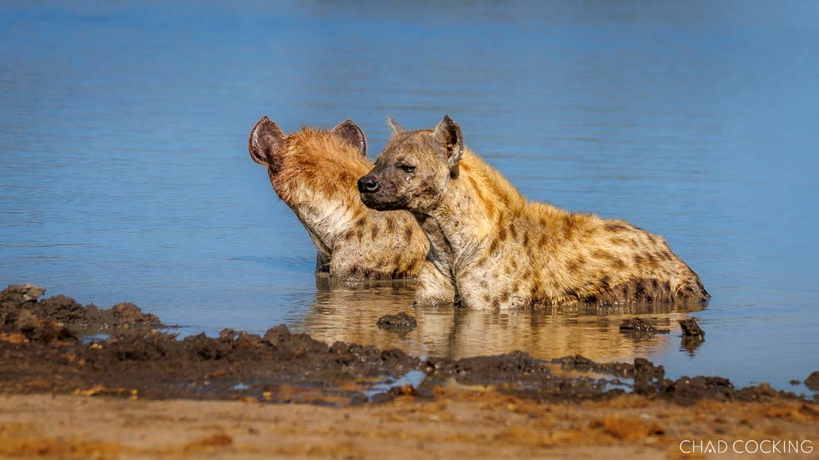 Two hyenas lie partially submerged in a waterhole, cooling off in the midday heat.