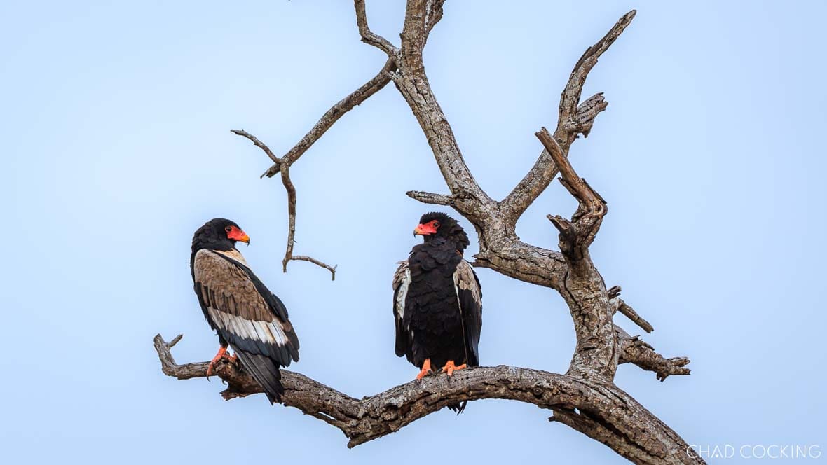 Two bateleurs perch on the bare branches of a tall dead tree, facing each other against a pale blue sky.