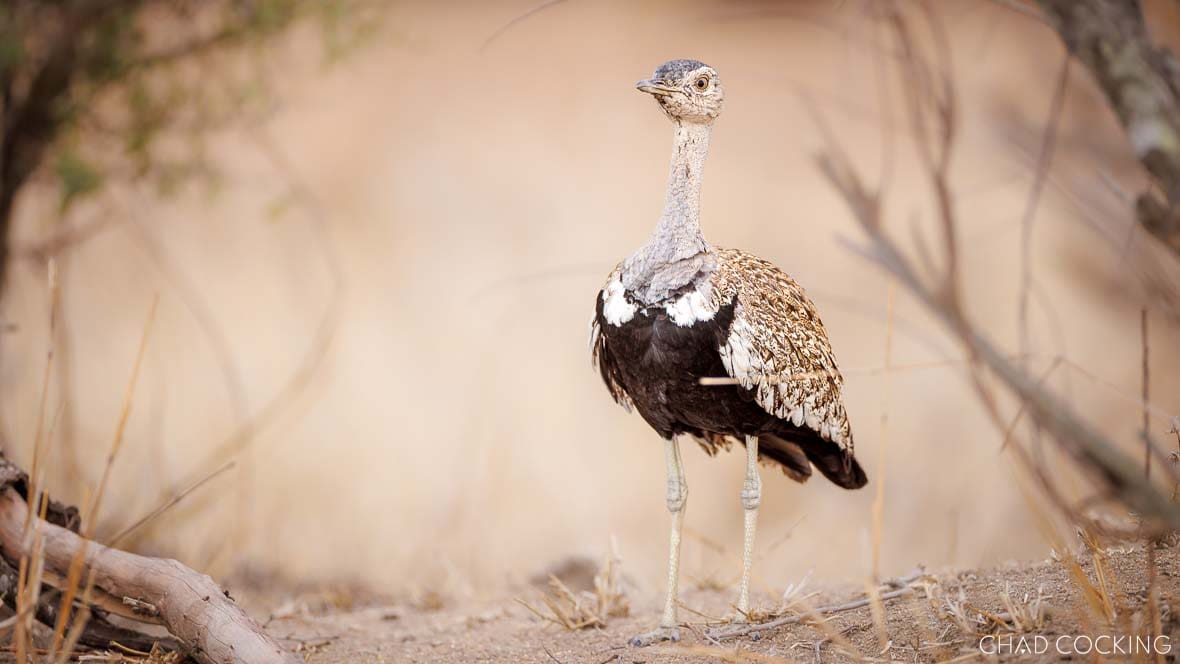 A male white-bellied bustard stands upright on sandy ground, its patterned plumage catching the light.