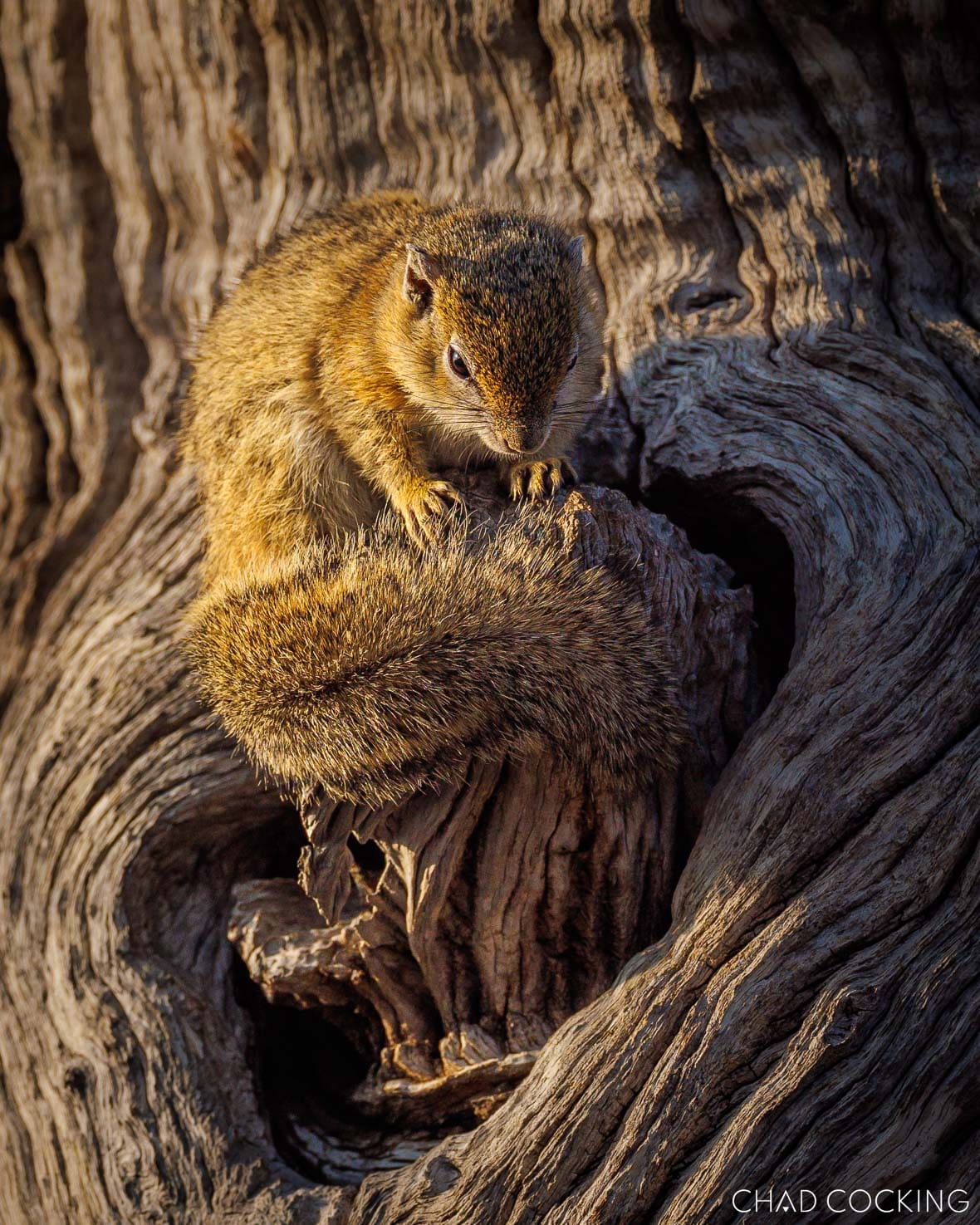 A tree squirrel curls itself on the twisted bark of an old tree, bathed in warm sunlight.