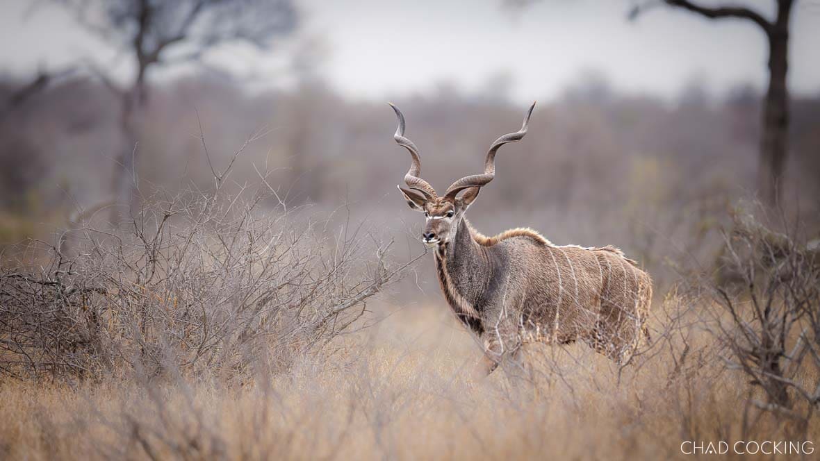 A male kudu with impressive spiral horns stands alert among dry woodland bushes.