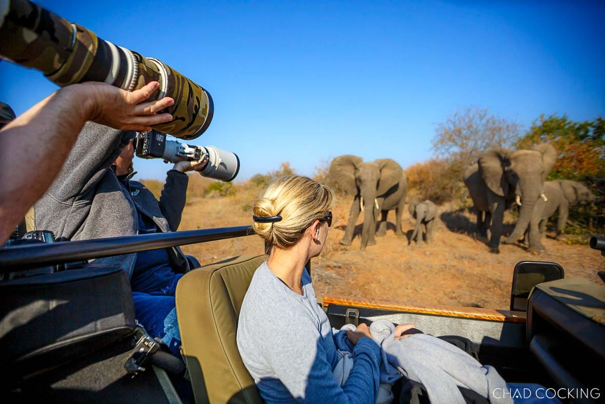 Guests photographing an elephant herd on safari using large old-style cameras alongside modern gear.