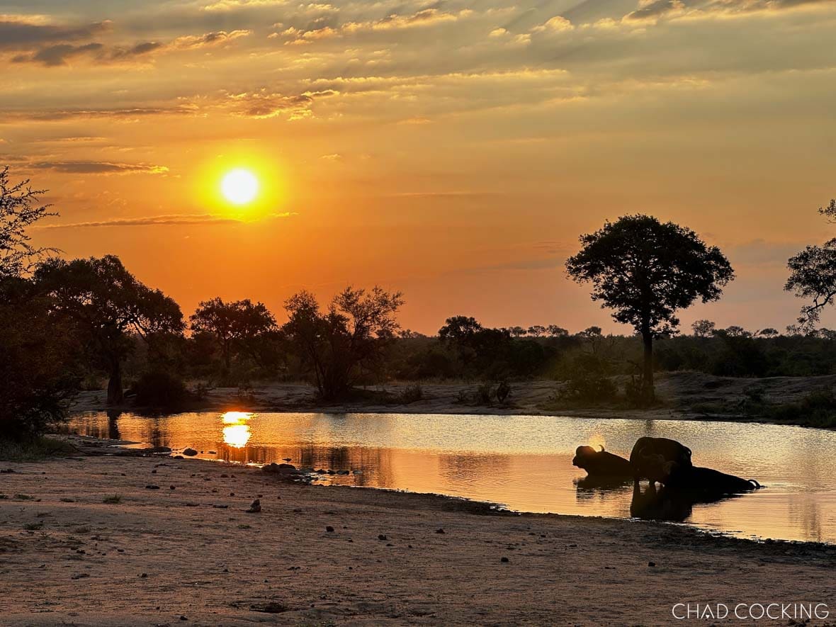 Buffalo resting in a waterhole at sunset in the Timbavati.
