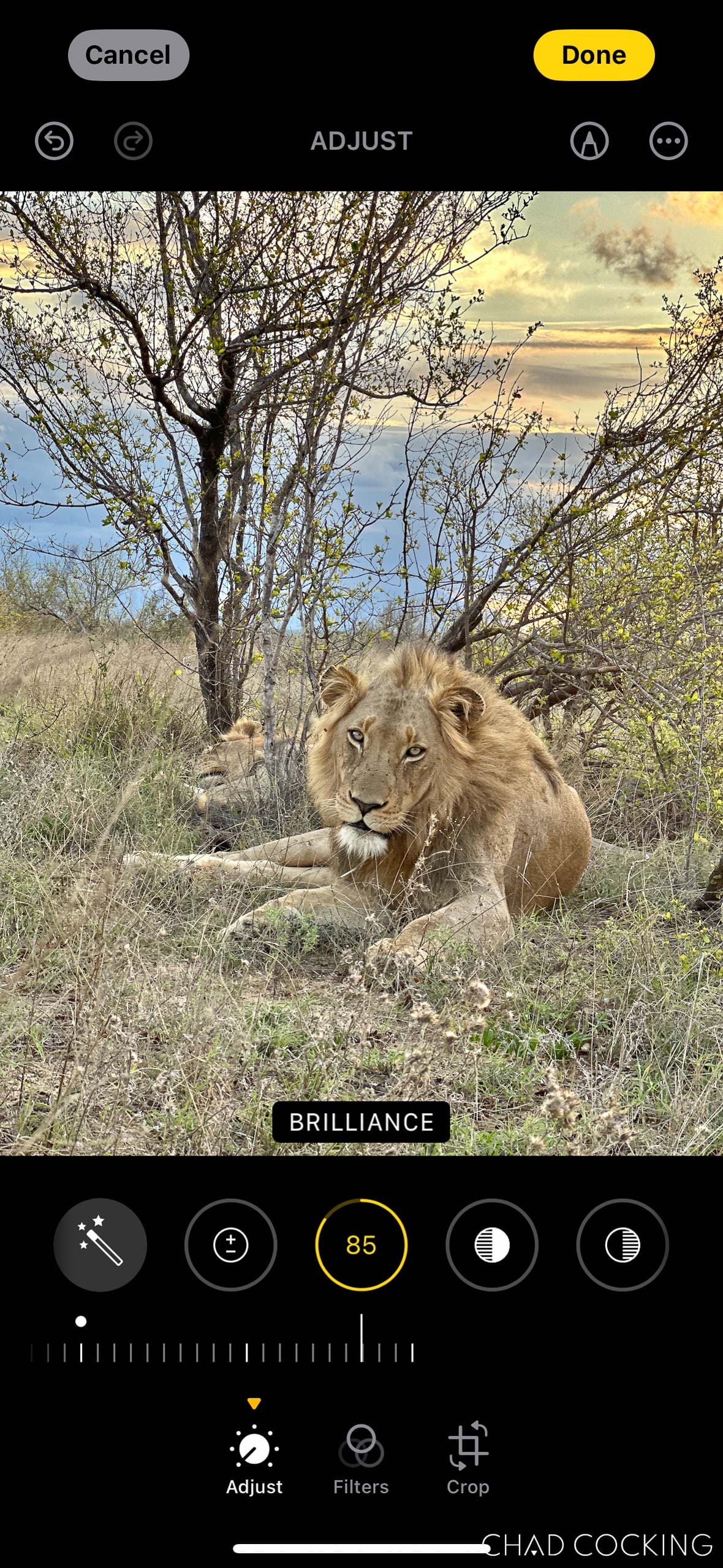 iPhone editing screen showing the Brilliance slider set to 85 on a lion photo.