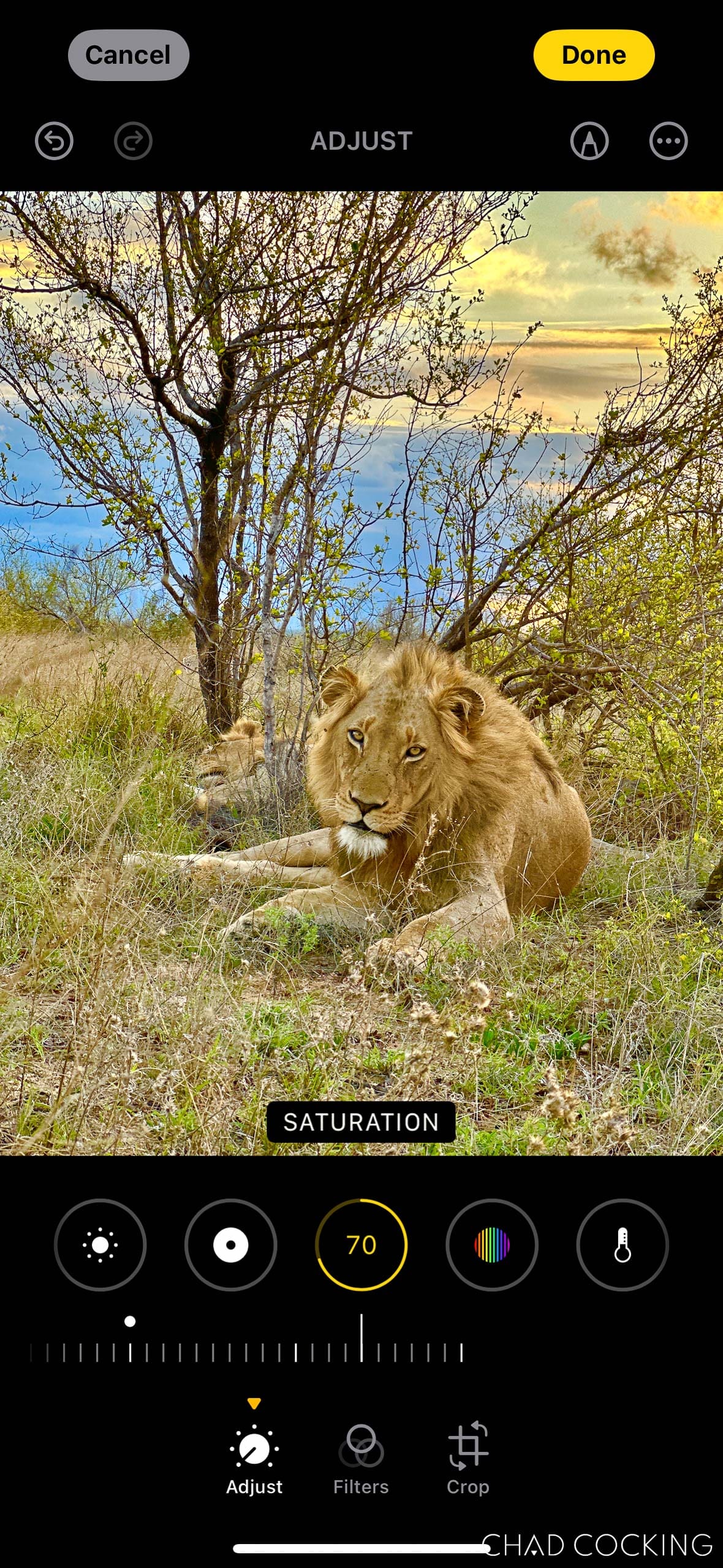 iPhone editing screen showing Saturation set to 70 on the same lion photo, producing unnatural colours.