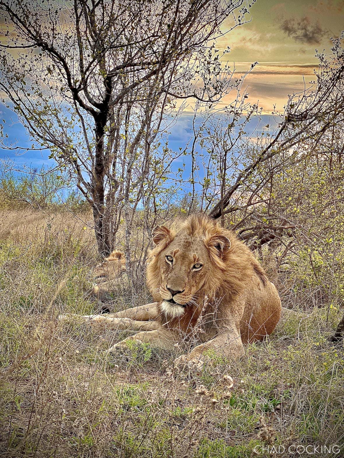 Edited iPhone photo of a male lion resting beneath a tree in soft evening light.