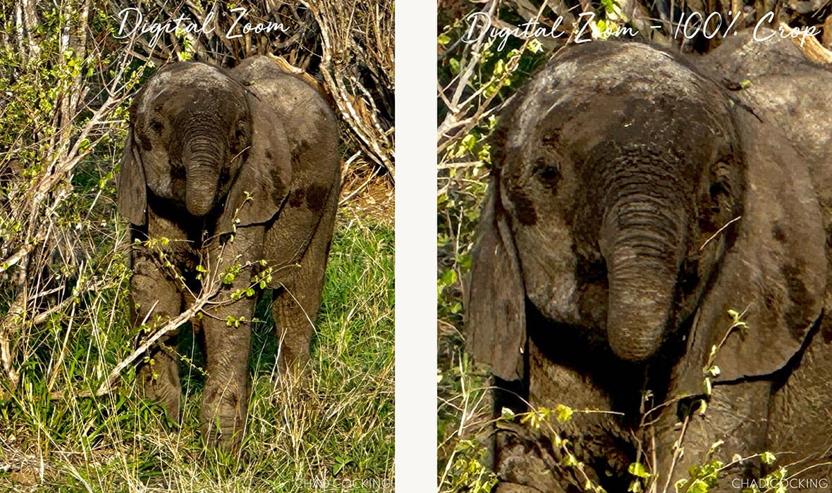 Side-by-side comparison showing an elephant calf photographed using 9x digital zoom, with a close crop illustrating image degradation.