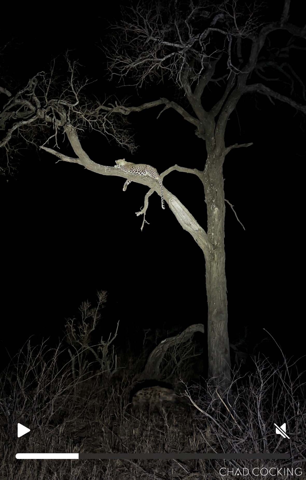 Leopard lying in a tree at night with a hyena below, photographed in very low light.