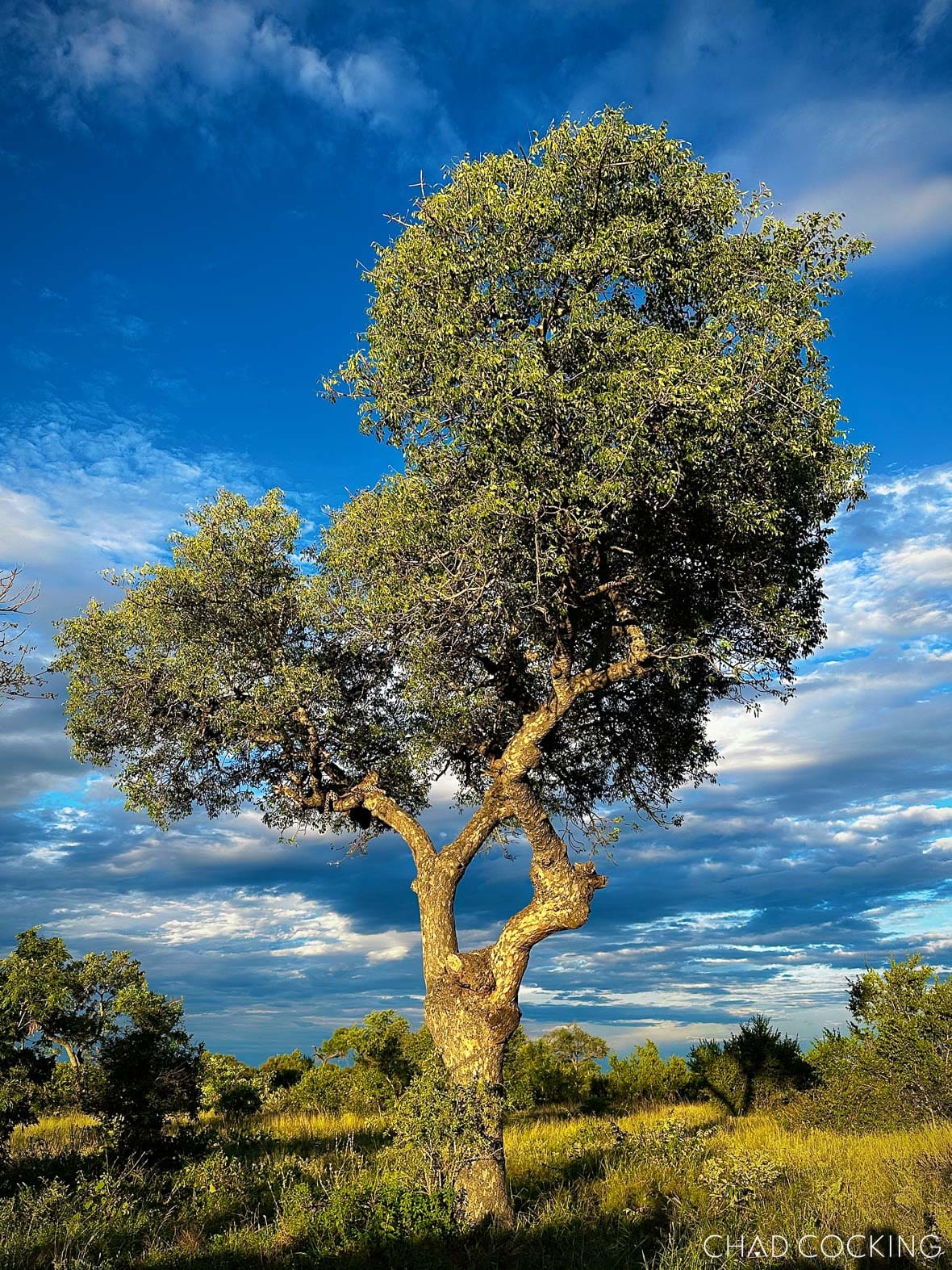 Wide shot of a large tree in the bushveld with dramatic clouds and soft afternoon light.