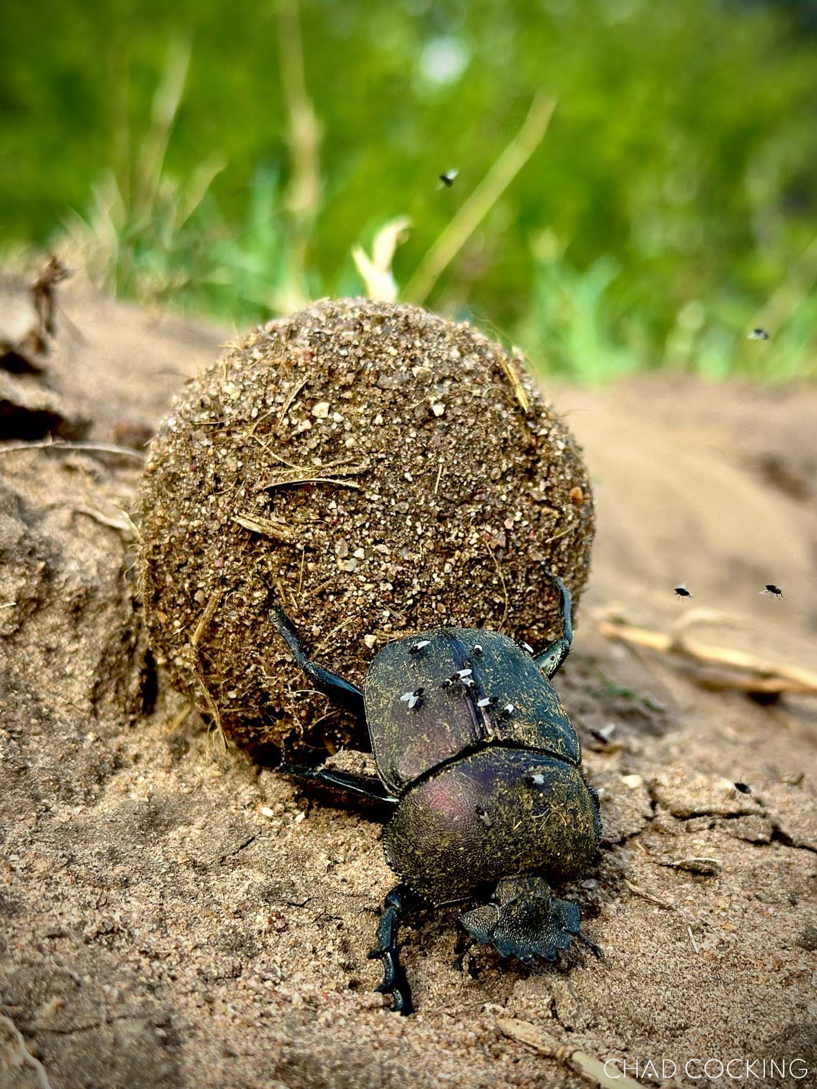 Close-up macro photograph of a dung beetle pushing a large sand-coated dung ball in the Timbavati.
