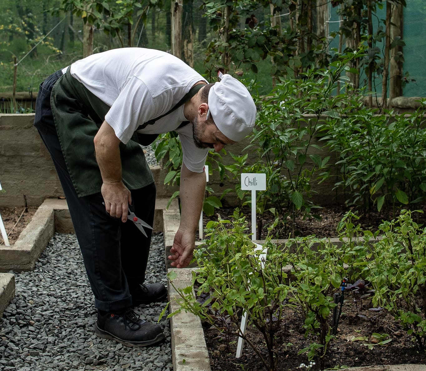 Chef harvesting fresh chillies in the kitchen garden at Tanda Tula Safari Camp
