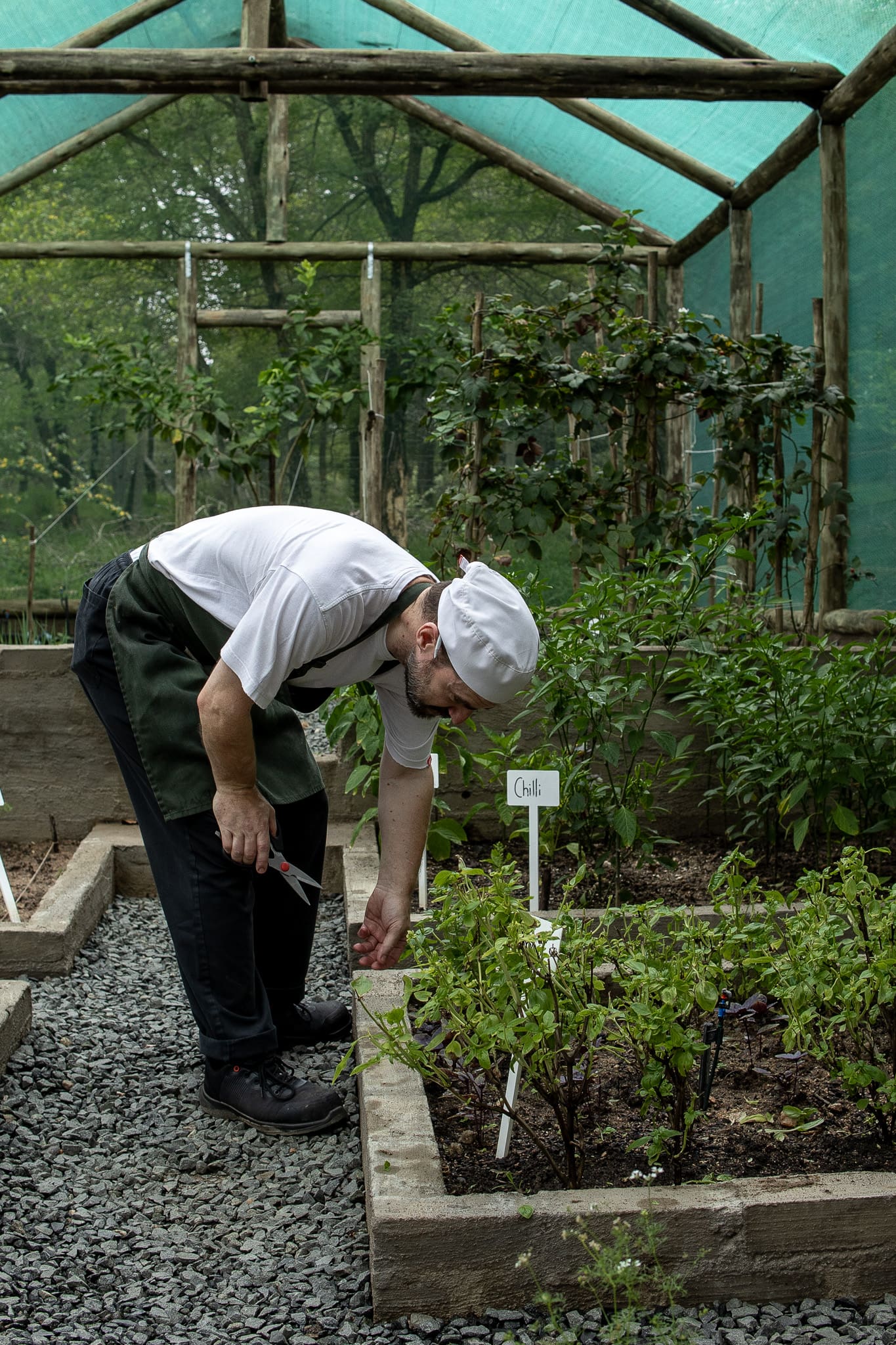 Chef harvesting fresh chillies in the kitchen garden at Tanda Tula Safari Camp