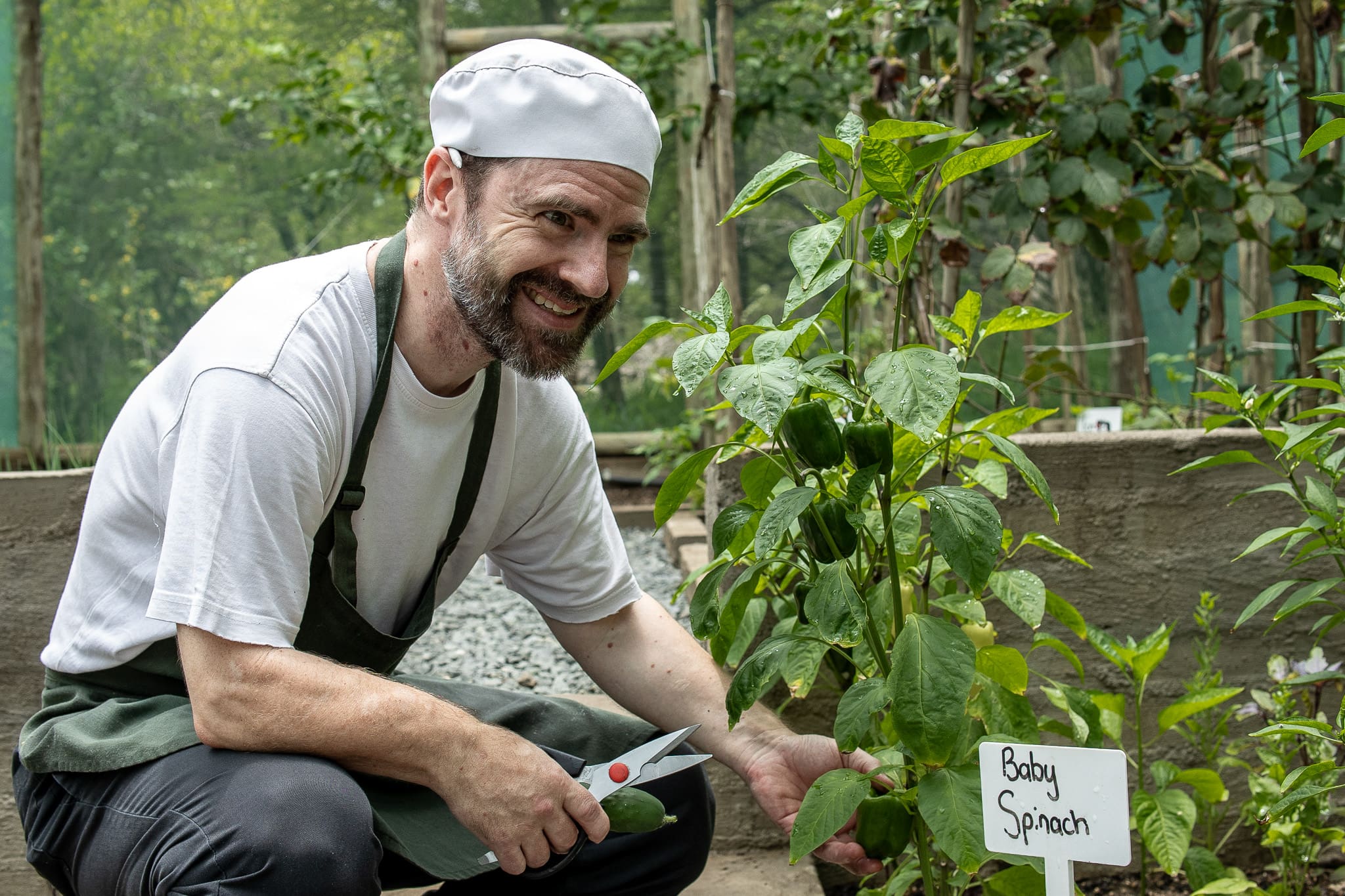 Chef harvesting fresh vegetables in the Tanda Tula kitchen garden during summer