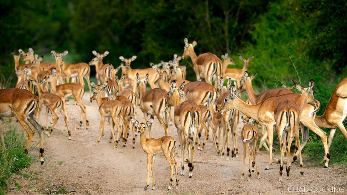 Large herd of impalas with young lambs gathered on a sandy Timbavati road.