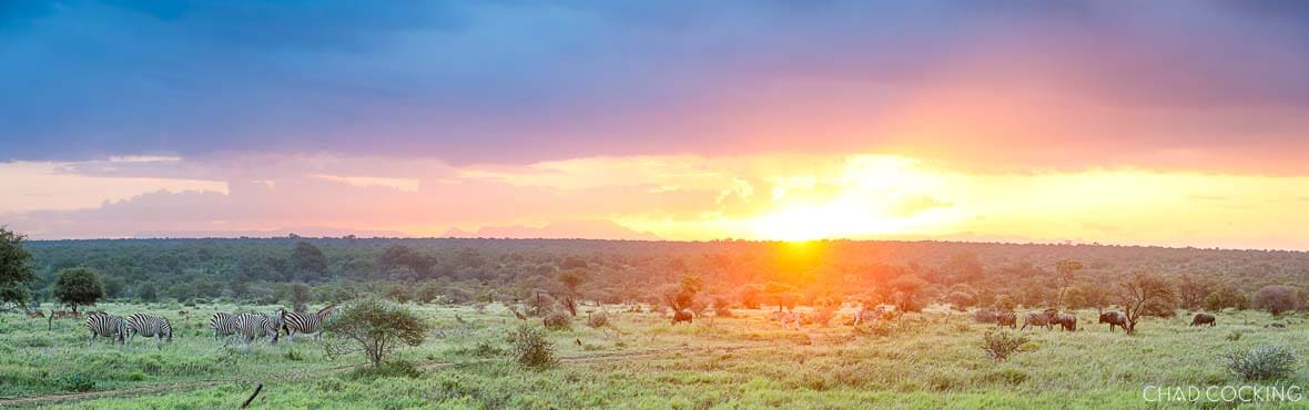 Summer sunset over the Timbavati with zebras and buffalo grazing in lush green plains.