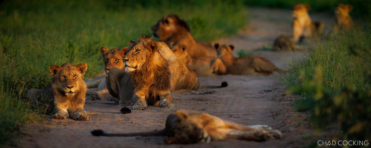 Pride of lions resting and grooming on a sandy road in warm afternoon light.