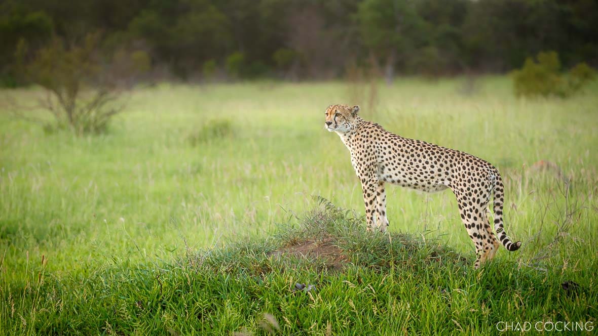 Cheetah standing alert on a grassy mound in lush green summer veld.