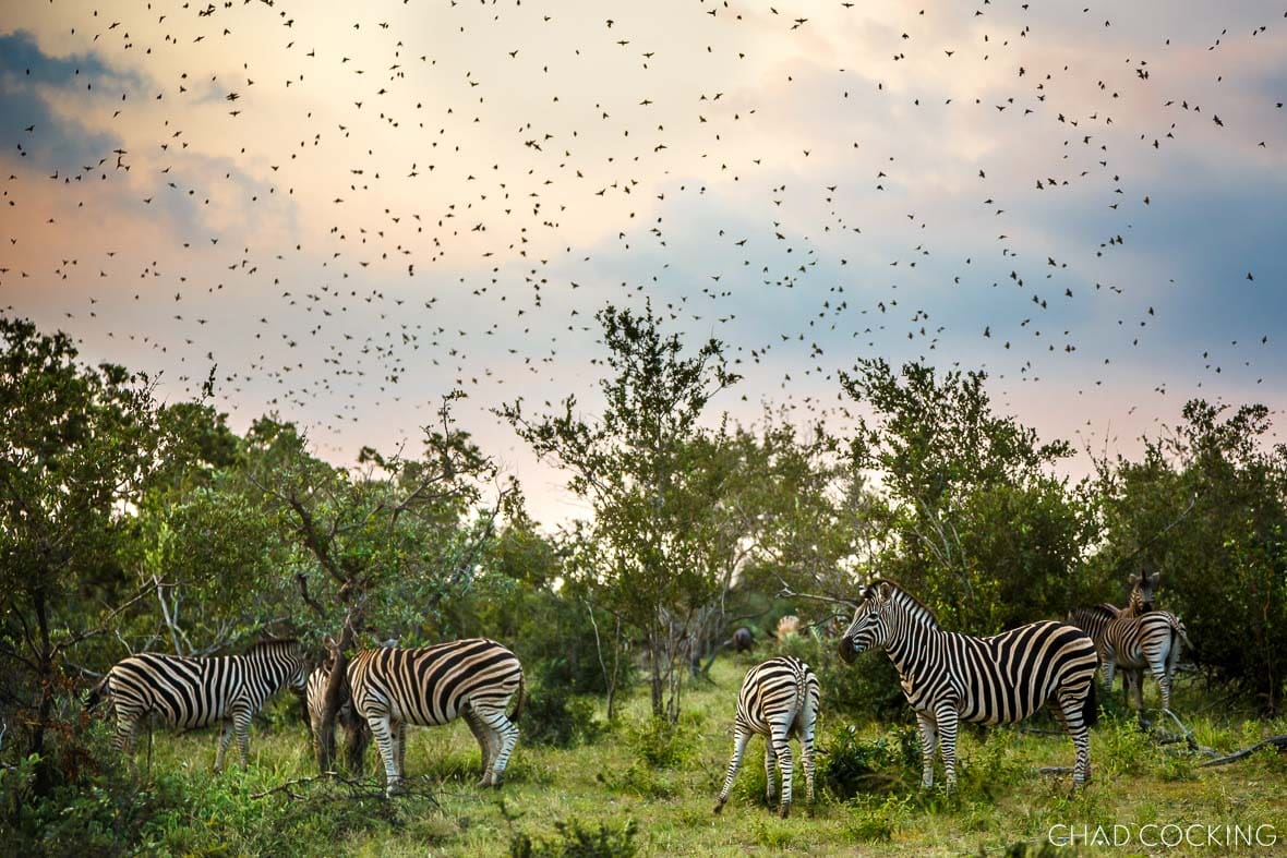 Huge flock of queleas flying above zebras grazing in the summer bush.