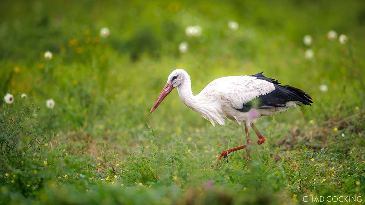 White stork walking through green summer grass with wildflowers in the background.