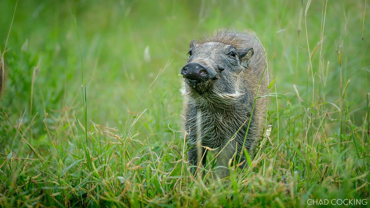 Young warthog standing in tall green summer grass looking toward the camera.
